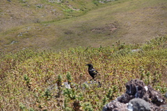 Corvus corax sinuatus