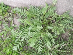 Tanacetum vulgare