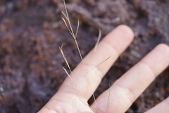 Aristida tenuifolia