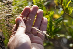 Aristida tenuifolia