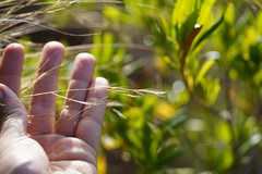 Aristida tenuifolia