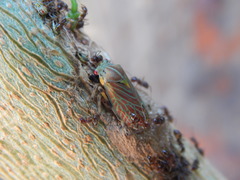 Aetalion reticulatum