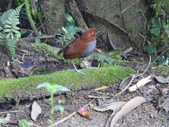 Grallaria rufocinerea