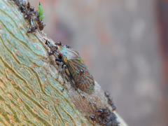 Aetalion reticulatum