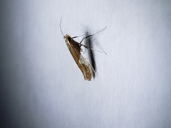 Caloptilia stigmatella