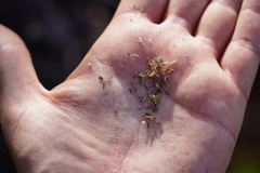 Perityle socorrosensis