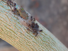 Aetalion reticulatum