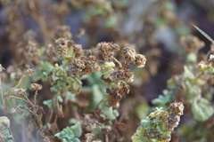 Perityle socorrosensis