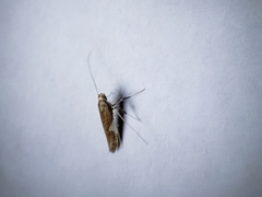 Caloptilia stigmatella