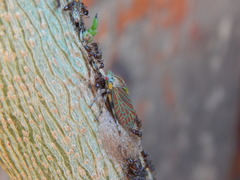 Aetalion reticulatum