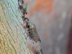 Aetalion reticulatum