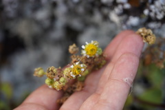 Perityle socorrosensis