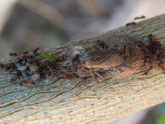 Aetalion reticulatum