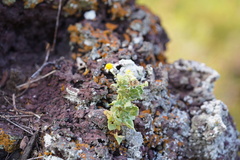 Perityle socorrosensis