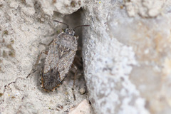 Emblethis denticollis