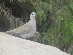 Streptopelia decaocto