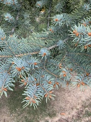 Picea pungens