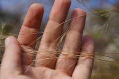 Aristida tenuifolia