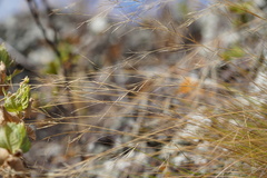 Aristida tenuifolia