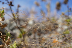 Aristida tenuifolia