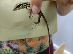 Ameiva