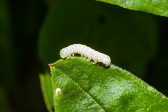 Orthosia cerasi