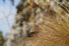 Aristida tenuifolia