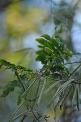 Indigofera jucunda