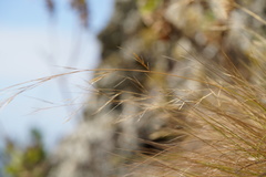 Aristida tenuifolia