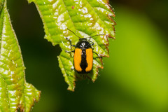 Cryptocephalus marginatus