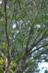 Indigofera jucunda