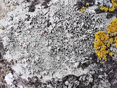 Lecanora subrugosa