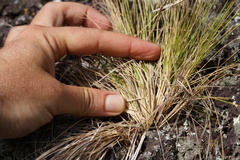 Aristida tenuifolia