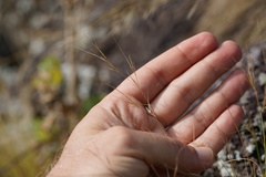 Aristida tenuifolia