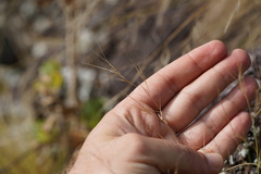 Aristida tenuifolia