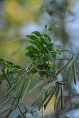 Indigofera jucunda