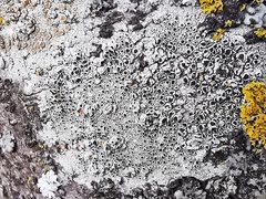 Lecanora subrugosa