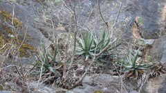 Agave kerchovei