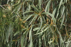 Acacia harpophylla