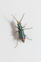 Malachius australis