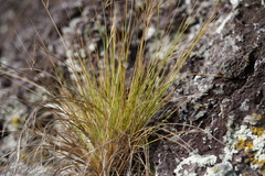 Aristida tenuifolia