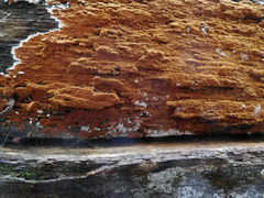 Botryobasidium simile