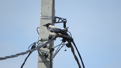 Corvus cornix
