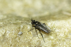 Rhaphium