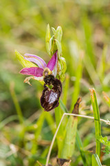 Ophrys bertolonii benacensis