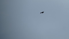 Corvus corax