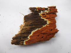 Botryobasidium simile