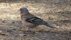 Fringilla coelebs