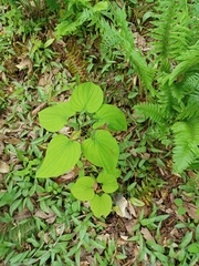 Dioscorea quaternata