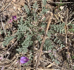 Astragalus missouriensis